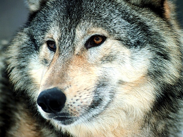 Grey Timber Wolf, Montana